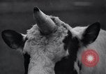 Image of unicorn Maine United States USA, 1936, second 23 stock footage video 65675038322