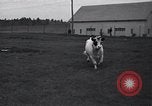 Image of unicorn Maine United States USA, 1936, second 29 stock footage video 65675038322