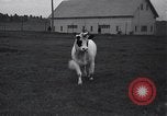 Image of unicorn Maine United States USA, 1936, second 30 stock footage video 65675038322