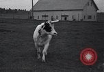Image of unicorn Maine United States USA, 1936, second 31 stock footage video 65675038322
