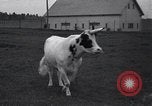 Image of unicorn Maine United States USA, 1936, second 32 stock footage video 65675038322