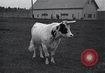 Image of unicorn Maine United States USA, 1936, second 33 stock footage video 65675038322