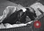 Image cat Hollywood Los Angeles California USA, 1933, de la seconde 15 séquences d'archives historiques vidéo 65675038331