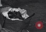 Image cat Hollywood Los Angeles California USA, 1933, de la seconde 29 séquences d'archives historiques vidéo 65675038331