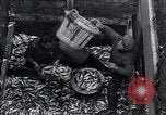 Image of Herring fish United Kingdom, 1934, second 10 stock footage video 65675038343