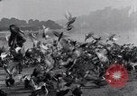 Image of honker ducks Oakland California USA, 1931, second 7 stock footage video 65675038349