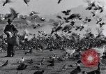 Image of honker ducks Oakland California USA, 1931, second 8 stock footage video 65675038349