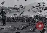 Image of honker ducks Oakland California USA, 1931, second 9 stock footage video 65675038349