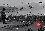 Image of honker ducks Oakland California USA, 1931, second 11 stock footage video 65675038349