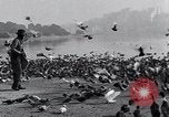 Image of honker ducks Oakland California USA, 1931, second 12 stock footage video 65675038349
