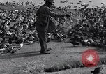 Image of honker ducks Oakland California USA, 1931, second 13 stock footage video 65675038349