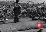 Image of honker ducks Oakland California USA, 1931, second 14 stock footage video 65675038349