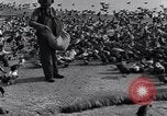 Image of honker ducks Oakland California USA, 1931, second 15 stock footage video 65675038349