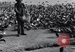 Image of honker ducks Oakland California USA, 1931, second 16 stock footage video 65675038349