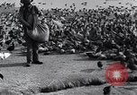Image of honker ducks Oakland California USA, 1931, second 17 stock footage video 65675038349