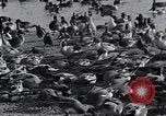 Image of honker ducks Oakland California USA, 1931, second 18 stock footage video 65675038349