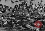 Image of honker ducks Oakland California USA, 1931, second 19 stock footage video 65675038349