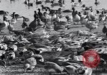 Image of honker ducks Oakland California USA, 1931, second 20 stock footage video 65675038349
