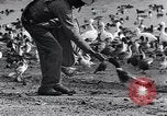 Image of honker ducks Oakland California USA, 1931, second 26 stock footage video 65675038349