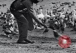 Image of honker ducks Oakland California USA, 1931, second 27 stock footage video 65675038349