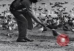 Image of honker ducks Oakland California USA, 1931, second 29 stock footage video 65675038349