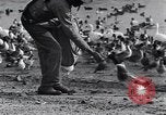 Image of honker ducks Oakland California USA, 1931, second 30 stock footage video 65675038349
