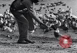 Image of honker ducks Oakland California USA, 1931, second 31 stock footage video 65675038349