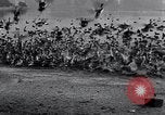 Image of honker ducks Oakland California USA, 1931, second 34 stock footage video 65675038349