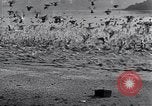 Image of honker ducks Oakland California USA, 1931, second 36 stock footage video 65675038349