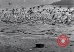 Image of honker ducks Oakland California USA, 1931, second 37 stock footage video 65675038349