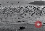 Image of honker ducks Oakland California USA, 1931, second 38 stock footage video 65675038349