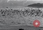 Image of honker ducks Oakland California USA, 1931, second 39 stock footage video 65675038349