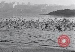 Image of honker ducks Oakland California USA, 1931, second 40 stock footage video 65675038349