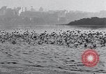Image of honker ducks Oakland California USA, 1931, second 41 stock footage video 65675038349