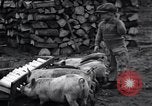Image porkers Detroit Michigan USA, 1931, de la seconde 16 séquences d'archives historiques vidéo 65675038352
