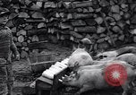 Image porkers Detroit Michigan USA, 1931, de la seconde 22 séquences d'archives historiques vidéo 65675038352