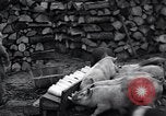 Image porkers Detroit Michigan USA, 1931, de la seconde 23 séquences d'archives historiques vidéo 65675038352