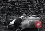 Image porkers Detroit Michigan USA, 1931, de la seconde 28 séquences d'archives historiques vidéo 65675038352