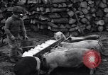 Image porkers Detroit Michigan USA, 1931, de la seconde 30 séquences d'archives historiques vidéo 65675038352