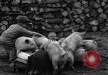 Image porkers Detroit Michigan USA, 1931, de la seconde 38 séquences d'archives historiques vidéo 65675038352