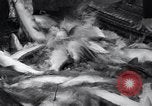 Standbild Lachs Astoria Oregon USA, 1937, aus Sekunde 50 historischem Filmmaterial Videoclip 65675038360