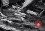 Standbild Lachs Astoria Oregon USA, 1937, aus Sekunde 52 historischem Filmmaterial Videoclip 65675038360