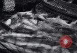 Standbild Lachs Astoria Oregon USA, 1937, aus Sekunde 53 historischem Filmmaterial Videoclip 65675038360