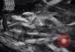 Standbild Lachs Astoria Oregon USA, 1937, aus Sekunde 54 historischem Filmmaterial Videoclip 65675038360