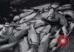 Standbild Lachs Astoria Oregon USA, 1937, aus Sekunde 56 historischem Filmmaterial Videoclip 65675038360