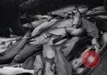 Standbild Lachs Astoria Oregon USA, 1937, aus Sekunde 57 historischem Filmmaterial Videoclip 65675038360