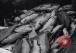 Standbild Lachs Astoria Oregon USA, 1937, aus Sekunde 58 historischem Filmmaterial Videoclip 65675038360
