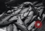Standbild Lachs Astoria Oregon USA, 1937, aus Sekunde 59 historischem Filmmaterial Videoclip 65675038360