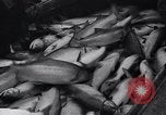 Standbild Lachs Astoria Oregon USA, 1937, aus Sekunde 60 historischem Filmmaterial Videoclip 65675038360
