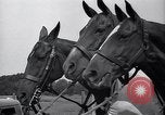 Standbild Polo Match Sands Point New York USA, 1937, aus Sekunde 19 historischem Filmmaterial Videoclip 65675038362